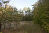 Перспективная ООПТ Сосновый лес на Гузовой горе